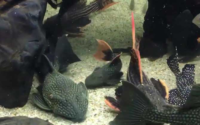 清道夫鱼吃什么食物