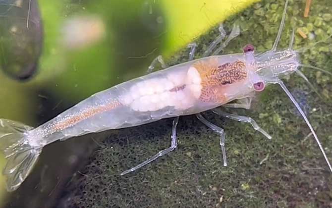 雪球虾是什么虾