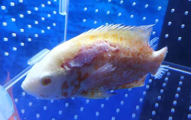 水霉病的症状及防治方法