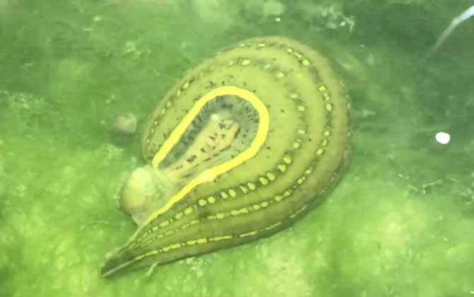 水蛭能吸死人吗