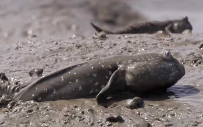 弹涂鱼能长多大