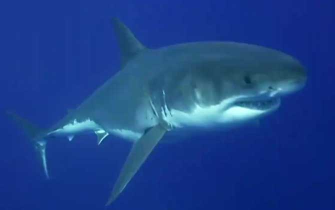 鲨鱼是软骨鱼还是硬骨鱼