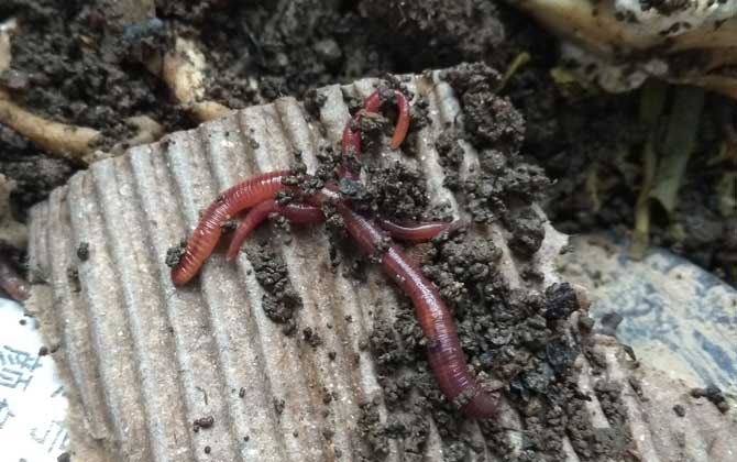最好用的钓鱼饵料排名
